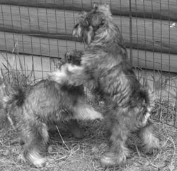 Cheerful day for puppies