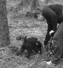 Blood tracking is worth trying